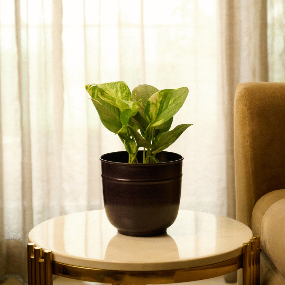 Planter