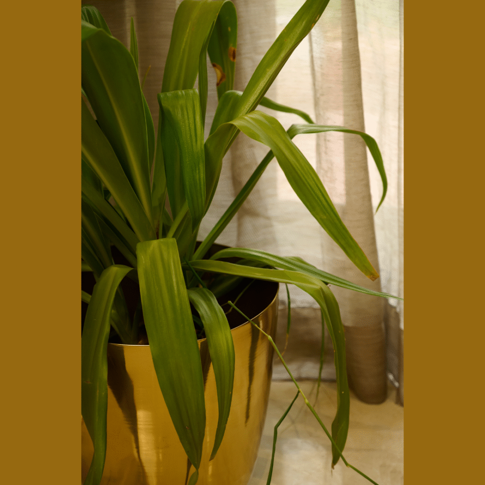 Planter - Image 2